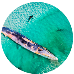 Nature's best through the lens at Museum of the Great Southern