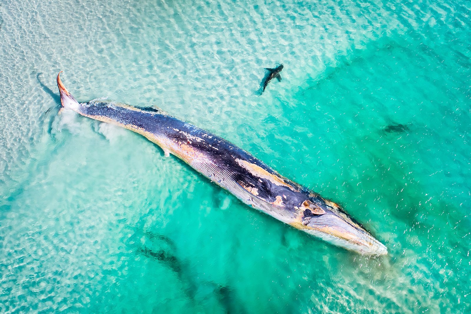 VMP 035 Fin Whales Demise