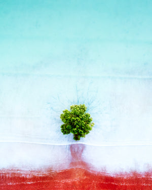 VMP 008 Lone Mangrove